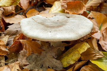 Large white mushroom growing among colorful autumn leaves on a forest floor