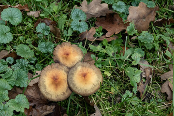Mushrooms growing on the forest floor among green leaves and brown fallen leaves
