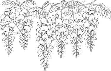 Elegant Wisteria Outline Illustration for Coloring Pages and Bot