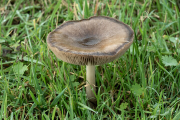 Mushroom grows in a grassy field under natural light during a sunny day in early autumn