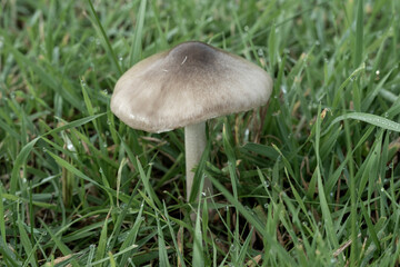 Mushroom growing in a grassy field in early morning light