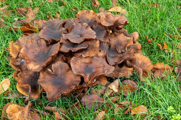 Mushroom cluster growing on grass with fallen leaves around in a natural setting during autumn