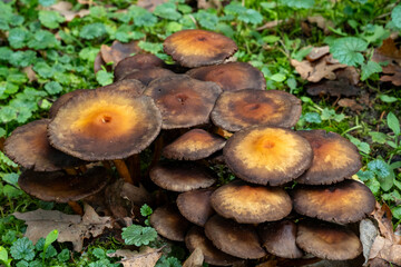 Cluster of mushrooms with orange centers growing in a lush forest setting during daytime