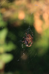 Araneus diadematus . Garden cross spider with his prey on a spiderweb