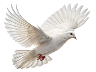 A majestic pure white dove bird in graceful flight with wings fully spread, soaring isolated on a transparent background.