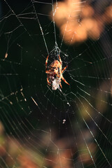Araneus diadematus . Garden cross spider with his prey on a spiderweb