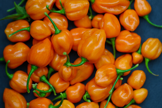 Vibrant and fresh Habanero peppers. The Scoville scale rates these small chili peppers as very hot and spicy. Ideal for making a garden fresh salsa or sauce.