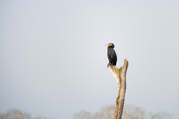 Indian cormorant, shag or Phalacrocorax fuscicollis sitting on tree trunk, inland waters of India,...