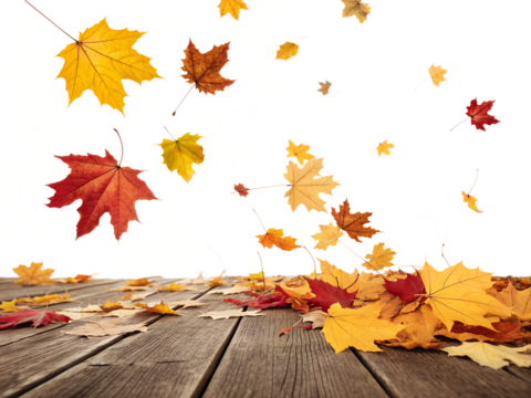 Colorful autumn maple leaves are falling gracefully, scattering and resting on a rustic wooden surface, perfectly isolated for transparent background.