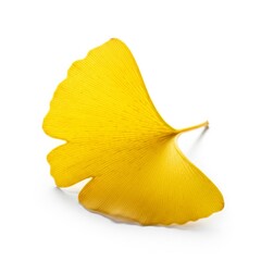 Naklejka premium Isolated Ginko Leaf with Detailed Veins in Yellow Color on White Background