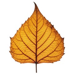 Fototapeta premium Translucent Golden Leaf Featuring Intricate Veins on White Backdrop