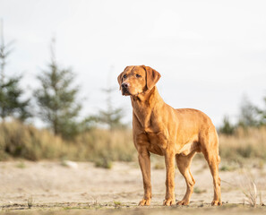 Fox red labrador nature portrait
