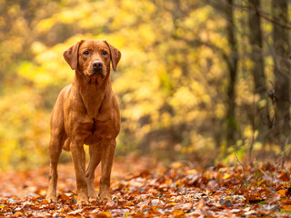 Fox red labrador forest nature portrait