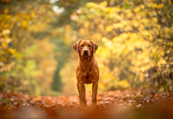 Fox red labrador nature portrait