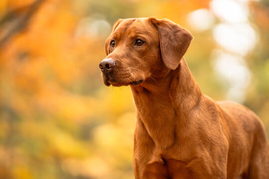 Fox red labrador retriever head portrait