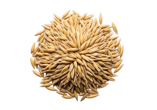Pile of raw unhulled whole oat grains or groats arranged circularly, showing golden texture, isolated on white background.