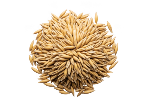 Pile of raw unhulled whole oat grains or groats arranged circularly, showing golden texture, isolated on white background.