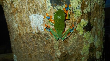 Rhacophorus reinwardtii on a tree