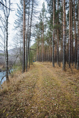 Peaceful trail through colorful forest by water, Serene pathway amid trees and reflective river in fall, Calm and quiet route for hikers amidst autumn woodland and tranquil river scenery