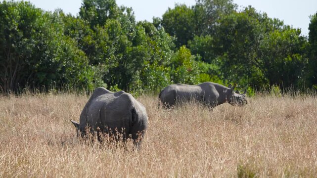 A rare black rhinoceros Diceros bicornis grazes peacefully in the dry golden grass of Ol Pejeta Conservancy Kenya with the forest in the background.