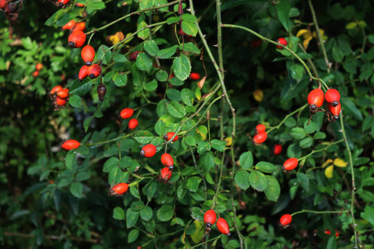 Close-up of red ripe dog-rose berries . Rosa canina fruits. Wild rose hips on bush on autumn season - Powered by Adobe