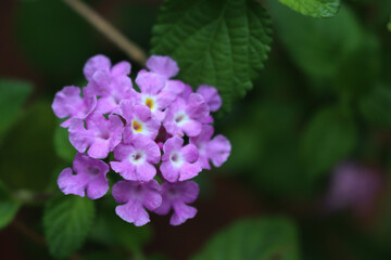 Close-up of many lilac flowers of Lantana plant in bloom on summer 