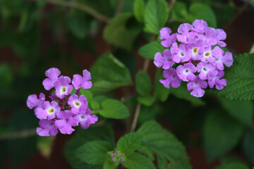 Close-up of many lilac flowers of Lantana plant in bloom on summer 