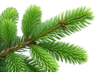 Obraz premium A vibrant green spruce branch showing fresh new needles, perfectly isolated on a clean transparent background, ready for various creative projects.