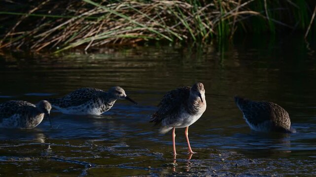 migrating Ruffs (Calidris pugnax) in a greek wetland //ein Trupp rastender Kampfl&auml;ufer auf dem Zug  
