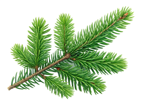 A fresh vibrant green evergreen tree branch with many needles is cleanly isolated perfect for use on any transparent background. - Powered by Adobe