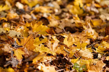 Autumn background of fallen yellow leaves covering the ground, close-up seasonal foliage texture