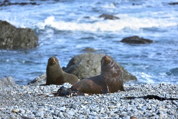 Group of Bull Seals at Red Rocks