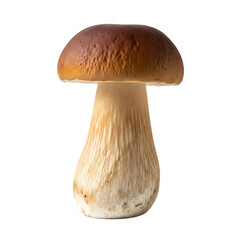 mushroom isolated on white