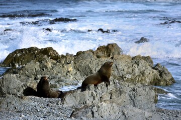 Naklejka premium Group of Bull Seals at Red Rocks