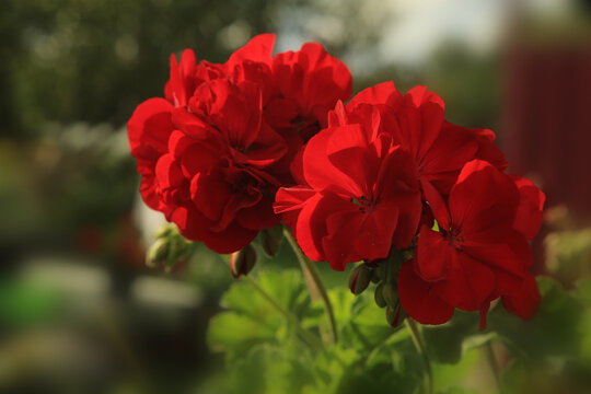 RED GERANIUM. Standing red geraniums bloom in August in a flower box. Pelargonium hortorum, zonal geranium, garden geranium, is a nothospecies of Pelargonium. CLOSE UP - Powered by Adobe