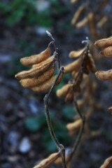 Close-up of Soybean field ready to harvest on a gray autumn day. Cultivated Glycine max 