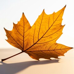 Obraz premium Golden Maple Leaf with Visible Veins on Textured Surface Illuminated by Bright Backlight