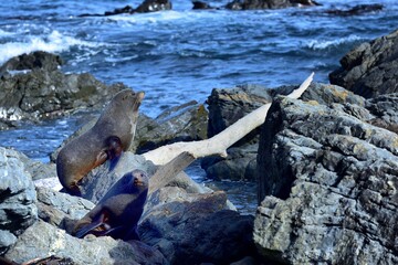 Group of Bull Seals at Red Rocks
