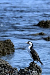 Australian pied cormorant on a Black beach