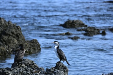 Australian pied cormorant on a Black beach