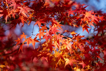 嵐山の紅葉のクローズアップ