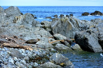 Fur Seal enjoying the sunshine