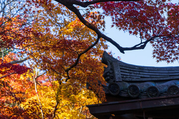 常寂光寺の屋根と紅葉