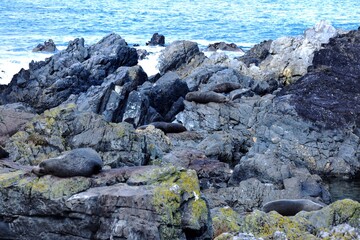Fur Seal enjoying the sunshine