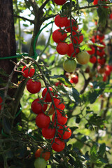 Italian cherry tomatoes  growing on plants  in the vegetable garden on a sunny day