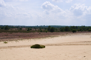 Explore a serene Kozlowska Desert landscape with distant forest, Poland