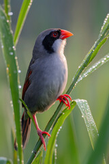 Fototapeta premium a java sparrow (Padda oryzivora) with gray-black feathers, vivid red beak and red claws