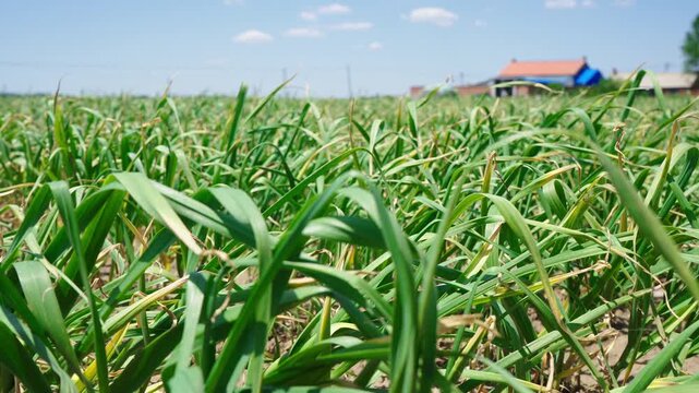 Farmers harvesting single-clove garlic outdoors in the countryside