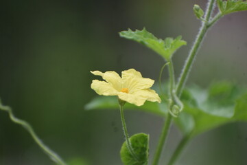 See a stunning close-up of a single yellow bitter gourd flower. This beautiful macro image captures the delicate bloom on its green vine, highlighted against a dark, artistic background.