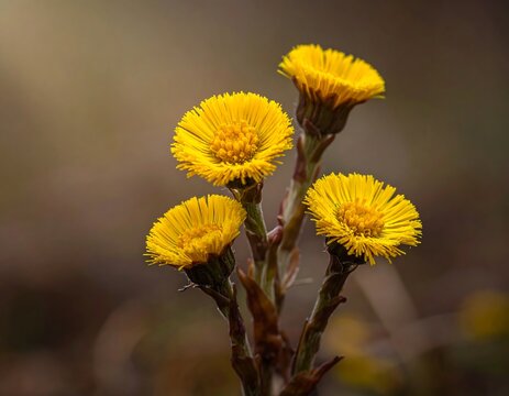 Close-up of Yellow Flowers in Springtime.